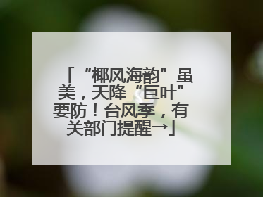 “椰风海韵”虽美，天降“巨叶”要防！台风季，有关部门提醒→