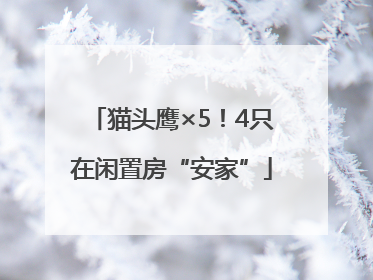 猫头鹰×5！4只在闲置房“安家”