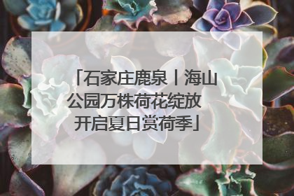 石家庄鹿泉丨海山公园万株荷花绽放 开启夏日赏荷季