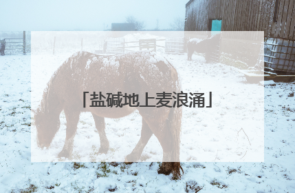 盐碱地上麦浪涌