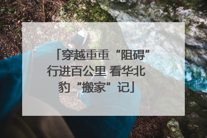 穿越重重“阻碍”行进百公里 看华北豹“搬家”记