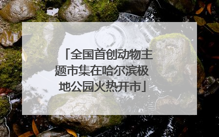 全国首创动物主题市集在哈尔滨极地公园火热开市