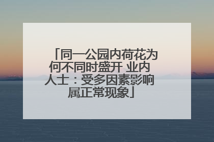 同一公园内荷花为何不同时盛开 业内人士：受多因素影响 属正常现象
