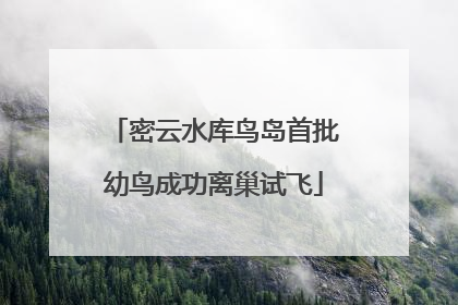 密云水库鸟岛首批幼鸟成功离巢试飞