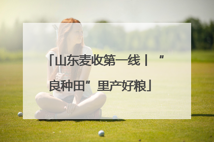 山东麦收第一线丨“良种田”里产好粮
