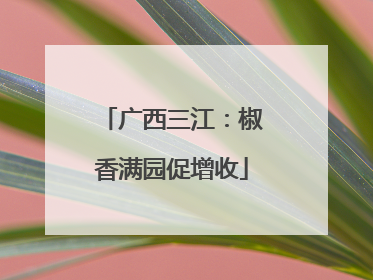 广西三江：椒香满园促增收