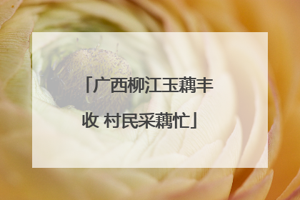 广西柳江玉藕丰收 村民采藕忙