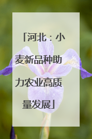 河北：小麦新品种助力农业高质量发展