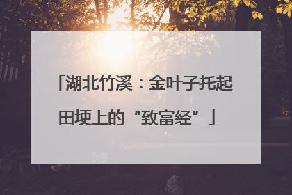 湖北竹溪：金叶子托起田埂上的“致富经”