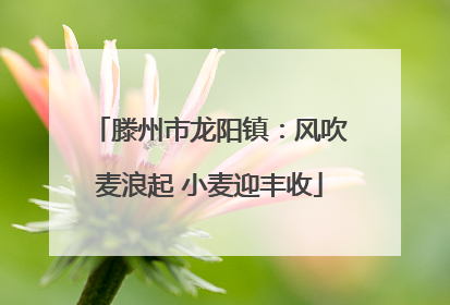 滕州市龙阳镇：风吹麦浪起 小麦迎丰收