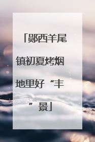 郧西羊尾镇初夏烤烟地里好“丰”景