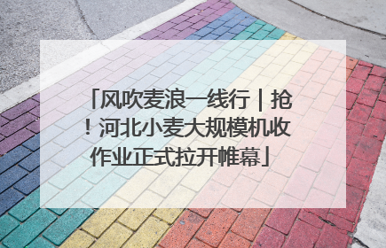 风吹麦浪一线行｜抢！河北小麦大规模机收作业正式拉开帷幕